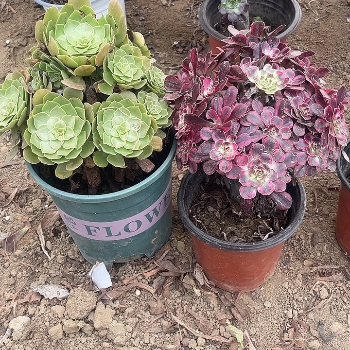 2棵玫瑰玫瑰玫瑰玫瑰