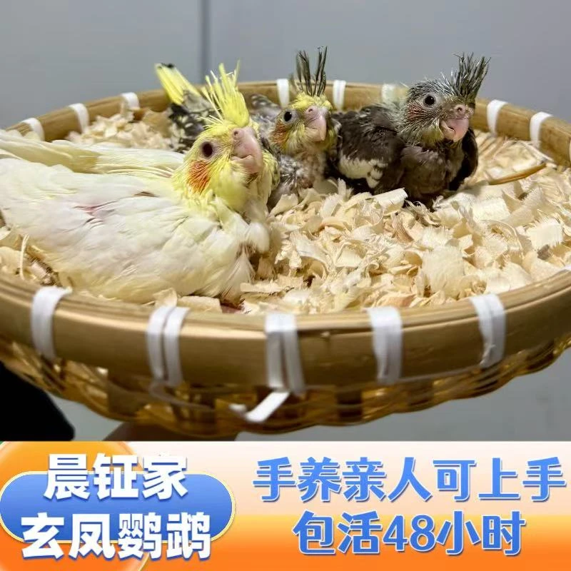 手养玄凤鹦鹉直播间一物一拍（包活包售后48小时）