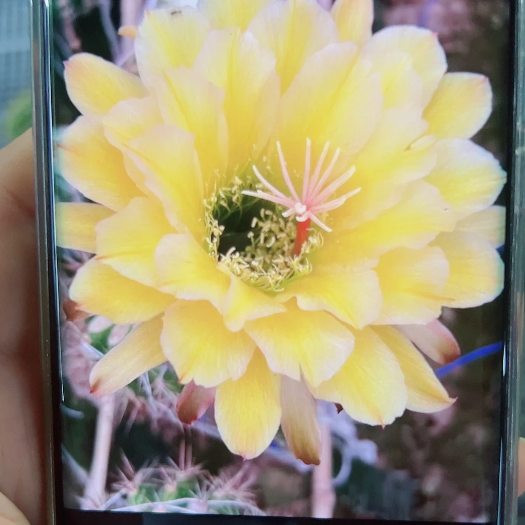 毛花柱法一侧芽 20 包邮