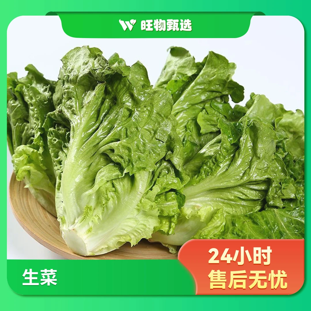 【旺物甄选】·精品生菜现采现摘500g（±50g） 果蔬生鲜24小时售后无忧生菜