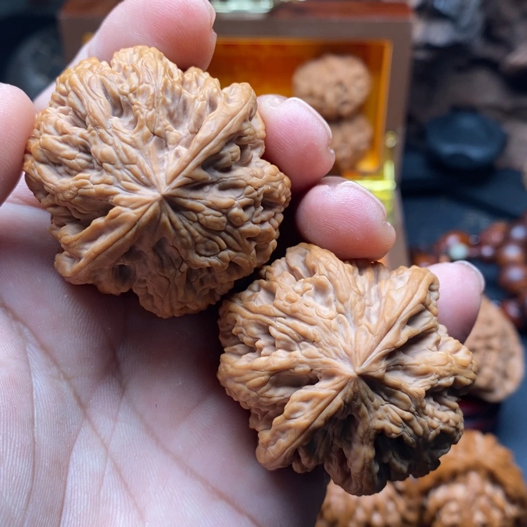 核桃44全品大粗筋