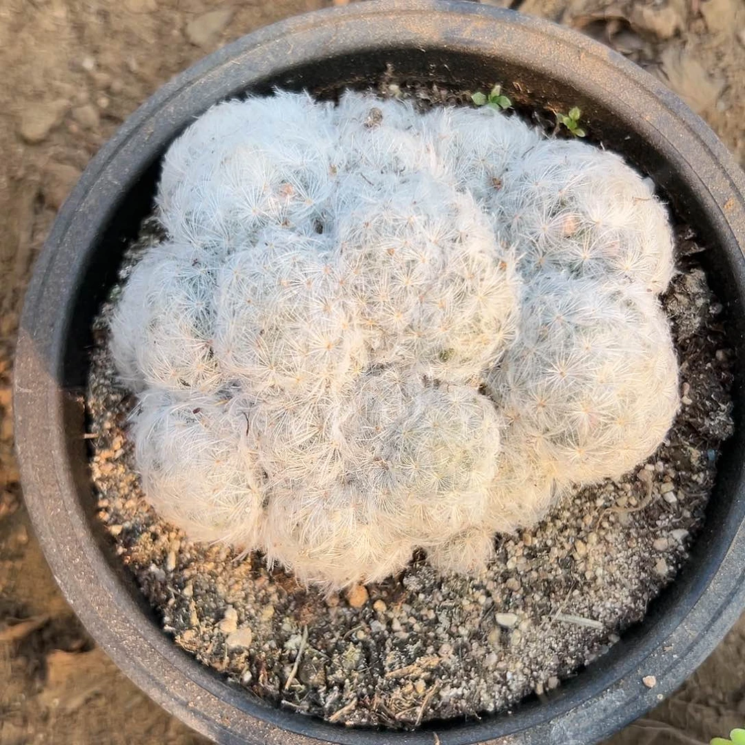 多肉植物白星开花