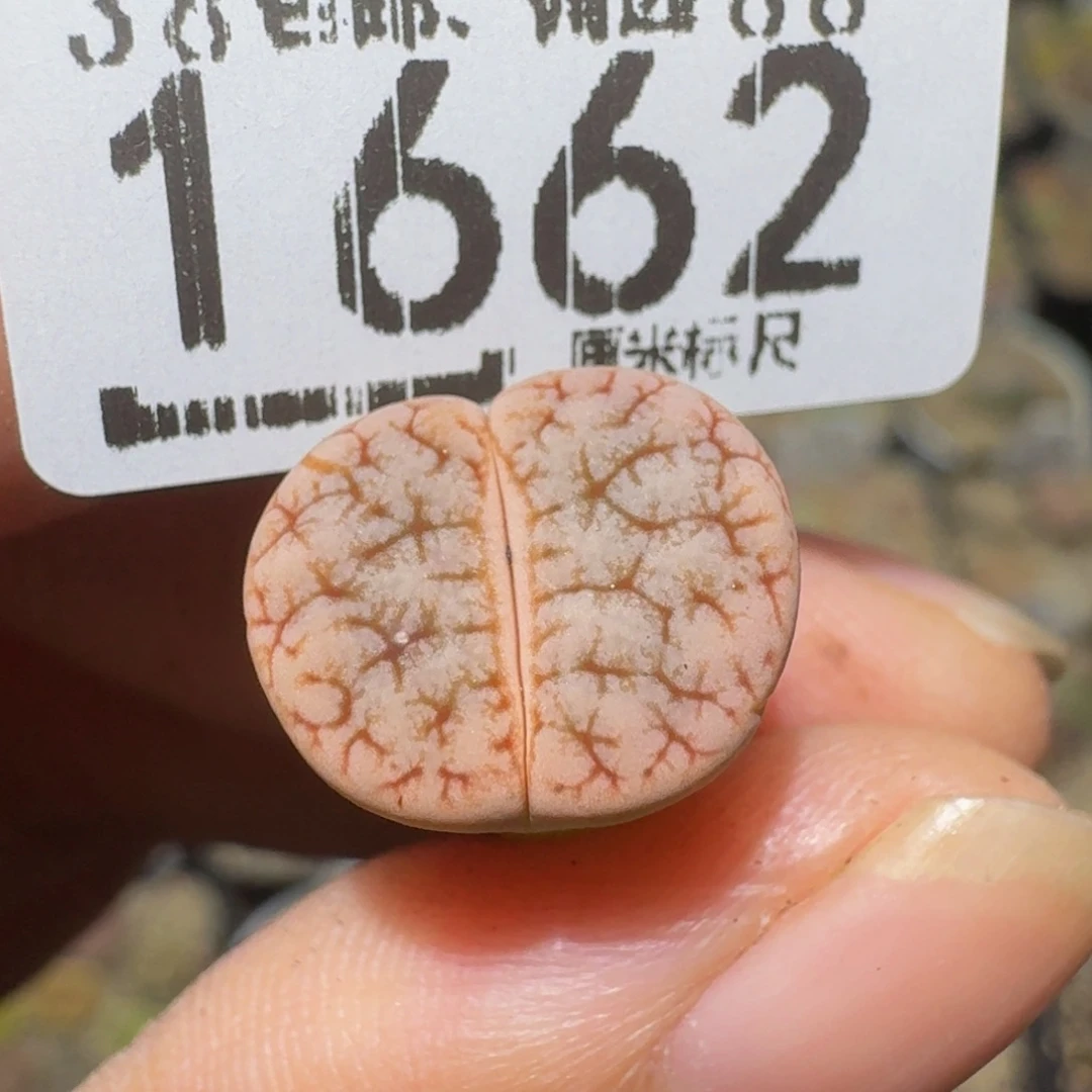 ～***～Ssss精品生石花1662