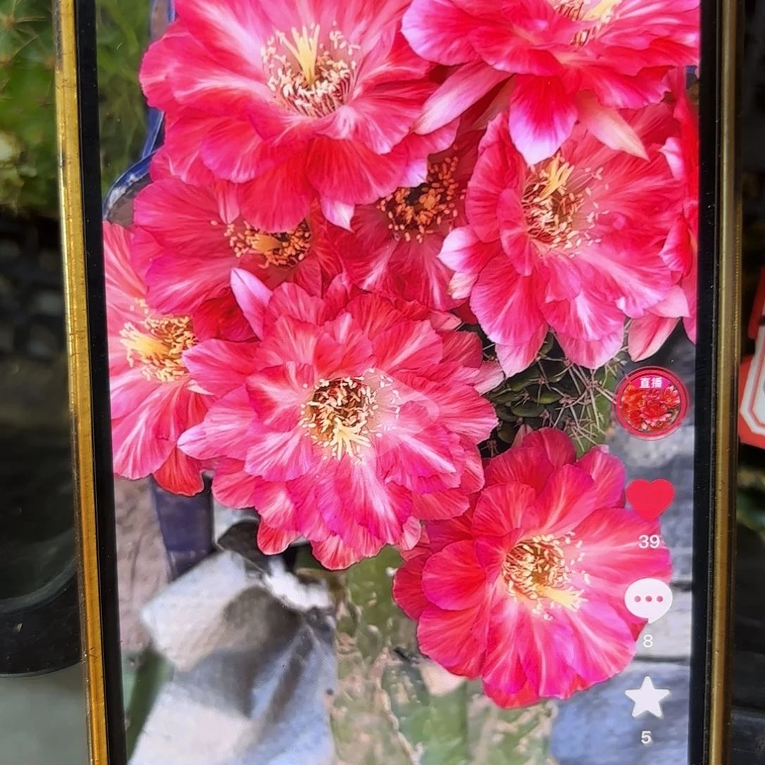 血线丽花侧牙20包邮22