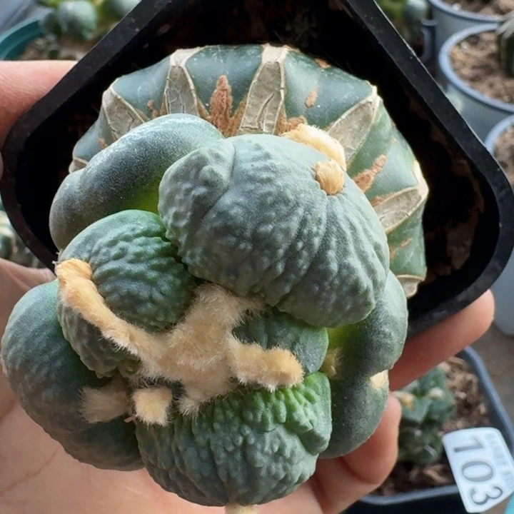 无花朵用****5109梦幻蛋怒一号