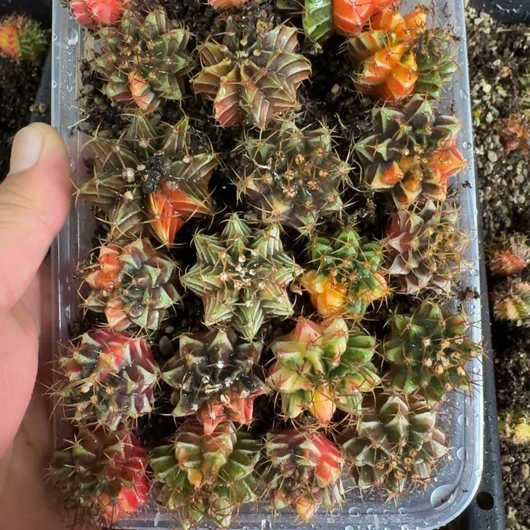 @***‍米哈实生自然锦234