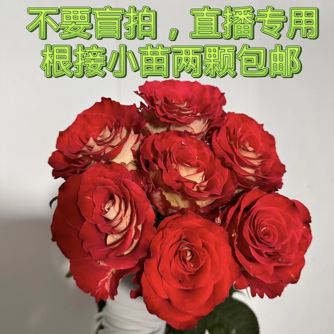 新品切花意式咖啡文图马赛克自拍震惊蓝银河系幕府将军帝王原土苗