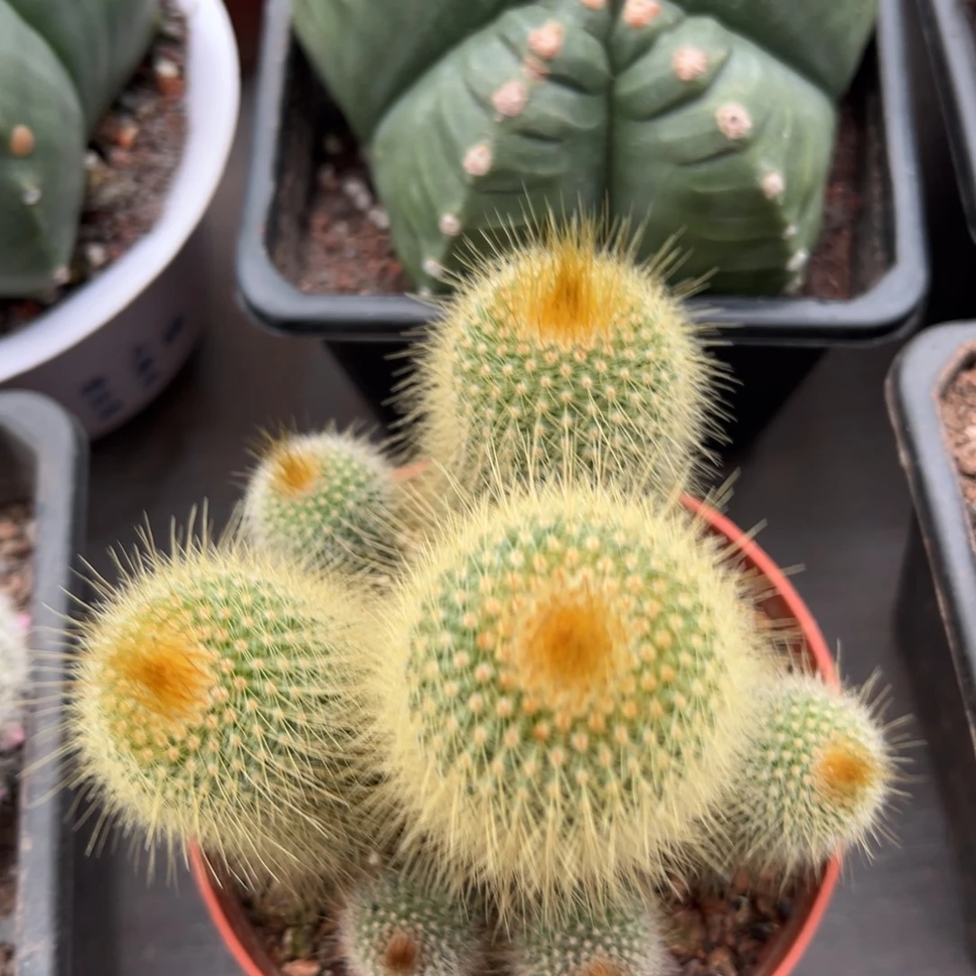 金丝猴随机一颗。