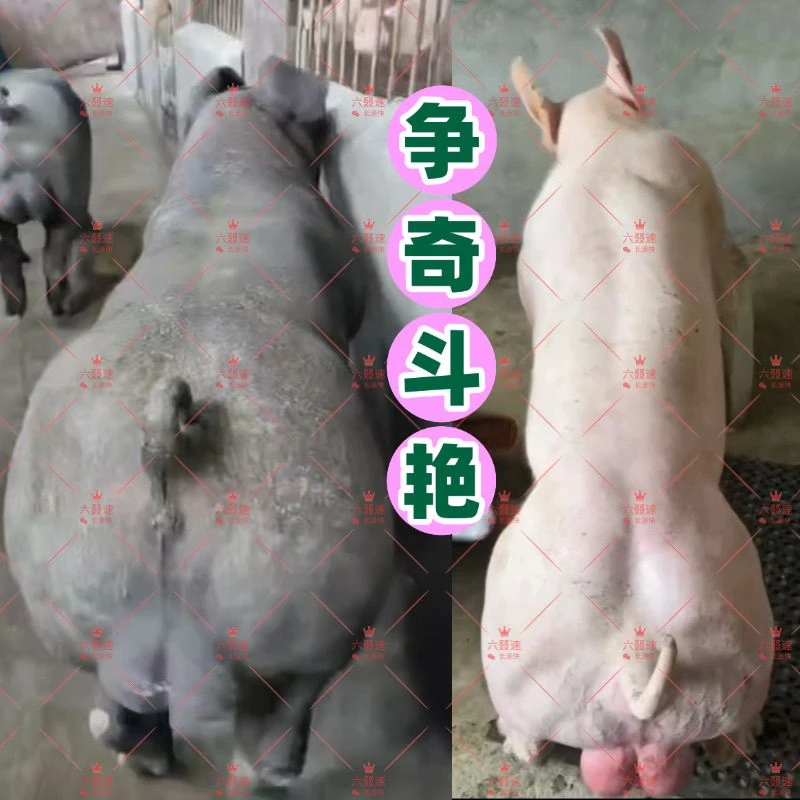 猪种精子母猪断奶发情专用精液现采鲜精人工授精纯基因黑白大公猪