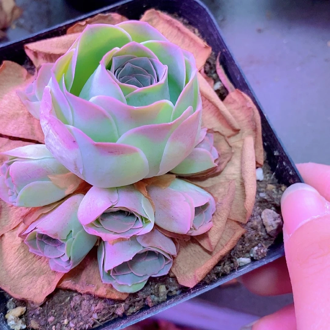 山地玫瑰一物一拍178zfhhhhn