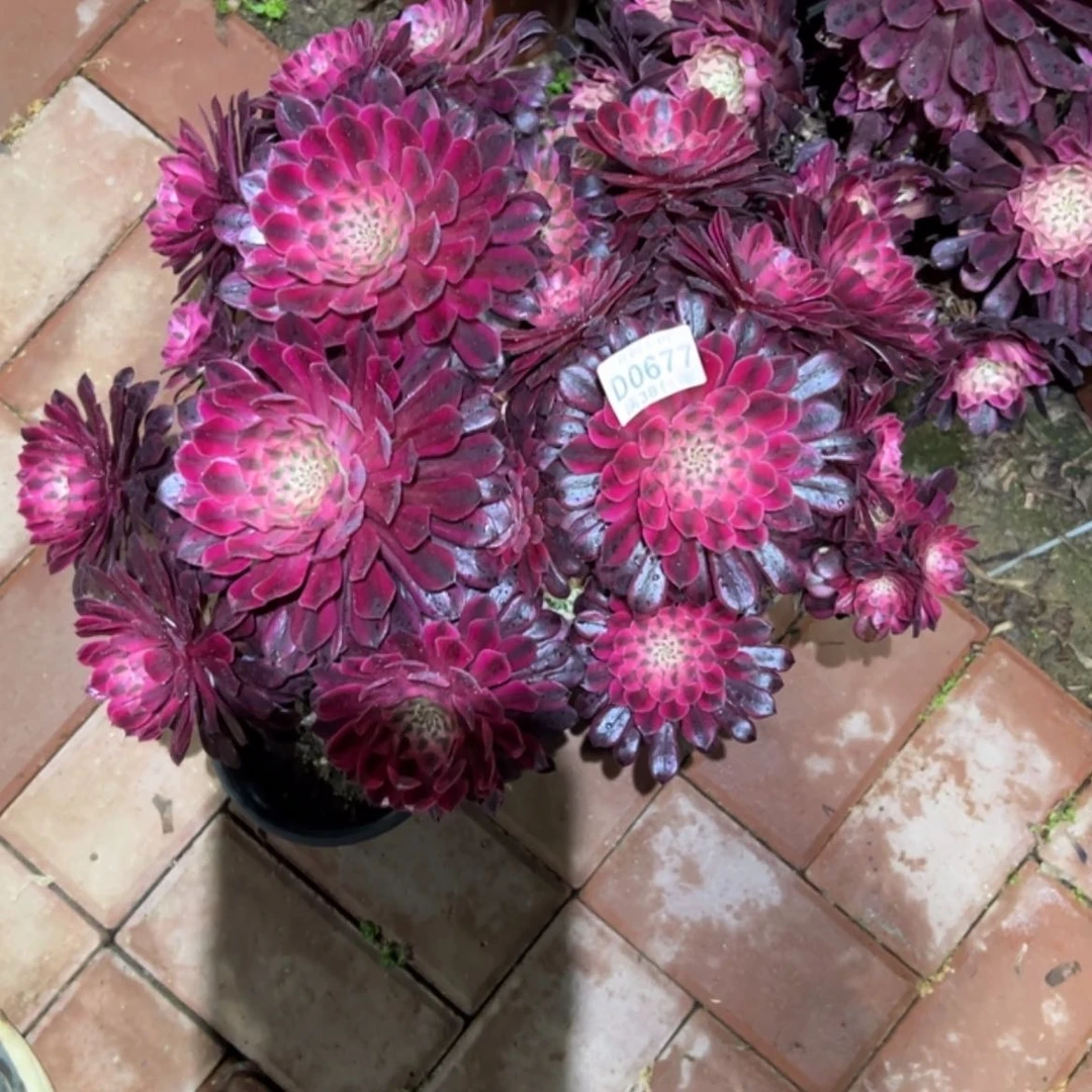 【闪购商品】677黑铜白多肉