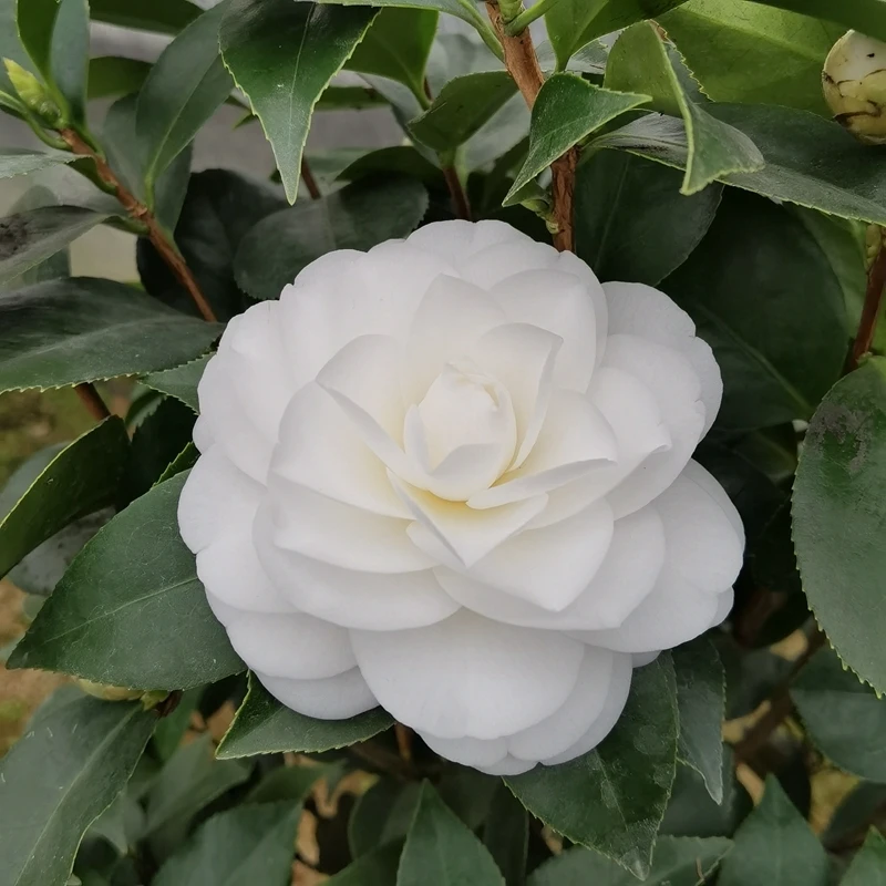 白玉丹有名白赤丹茶花苗珍贵白山茶花绿植盆栽阳台庭院花卉