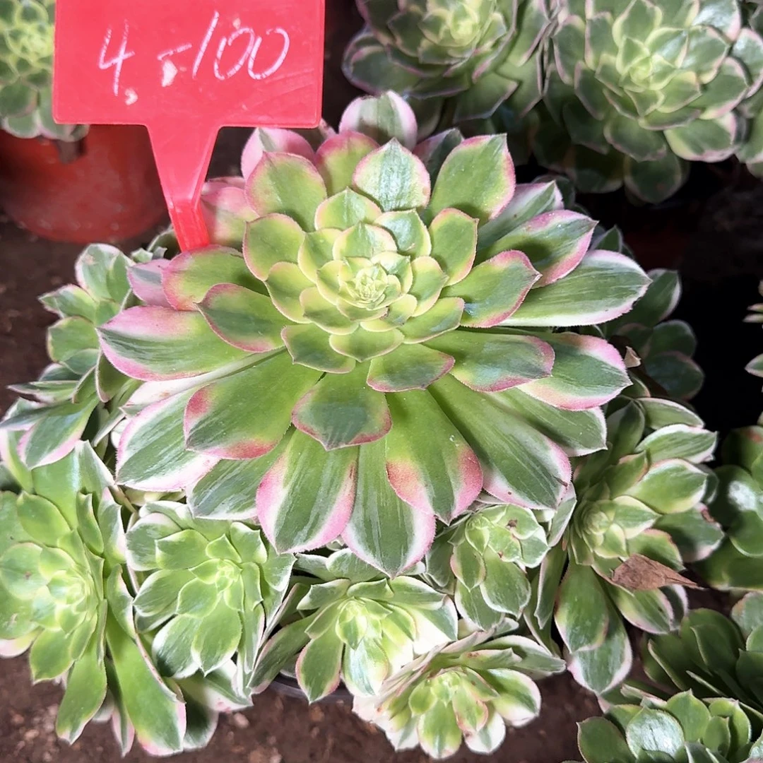 4-100海王多肉法师