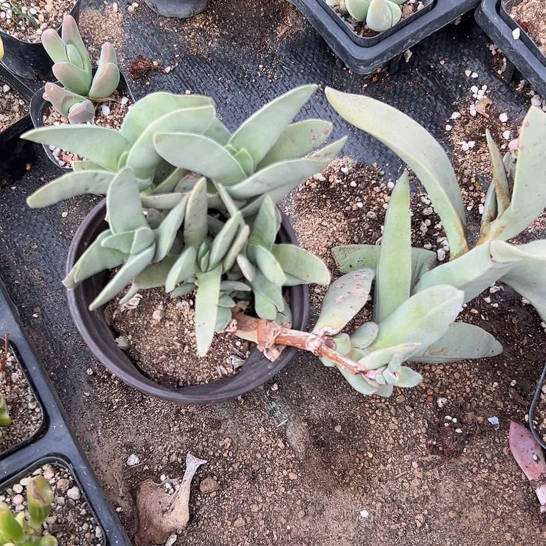 多肉植物神刀多肉