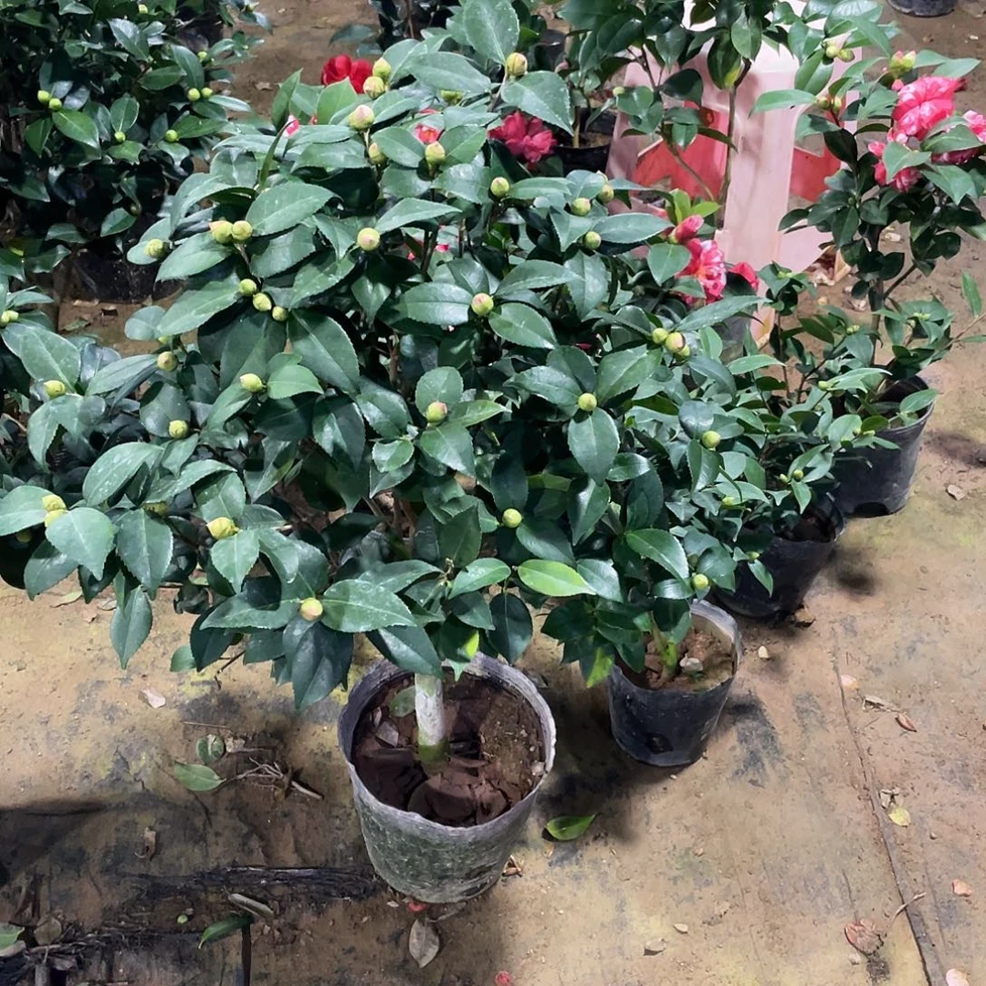 凝****完全开放香妃茶花10001