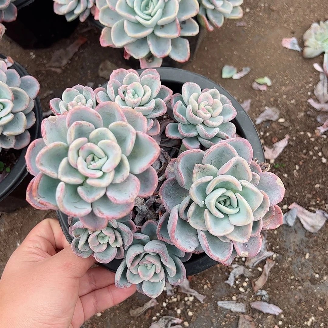 美尻单头带仔控养老桩