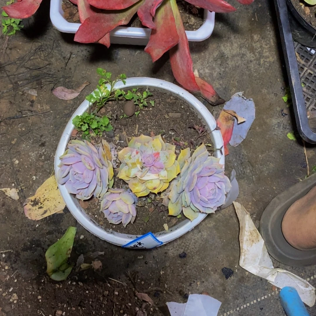 湖***水一物一拍一物一拍
