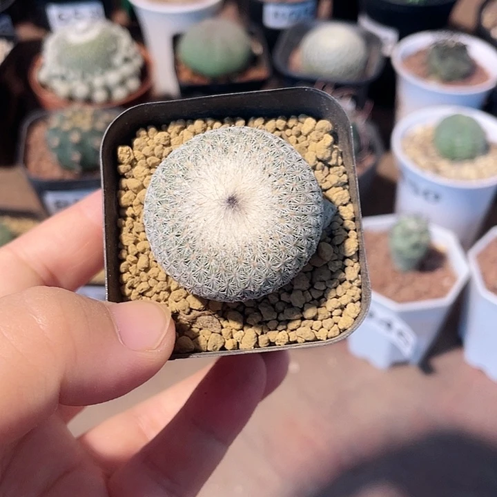 981月世界仙人球植物