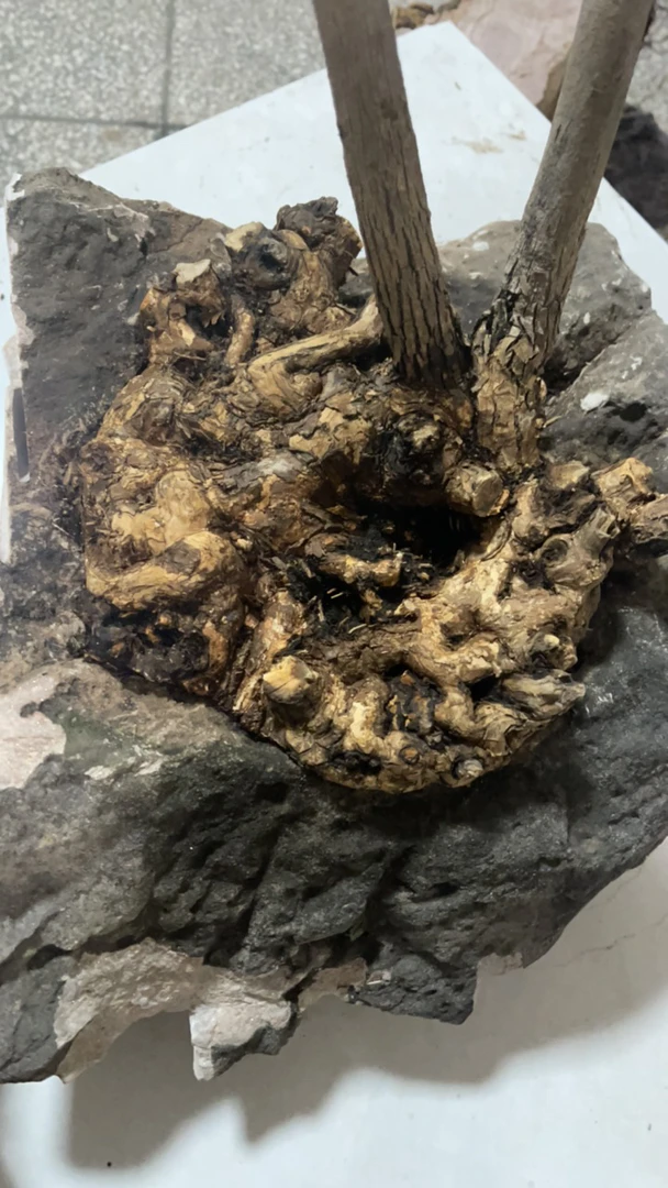 家有黄荊，幸福一生