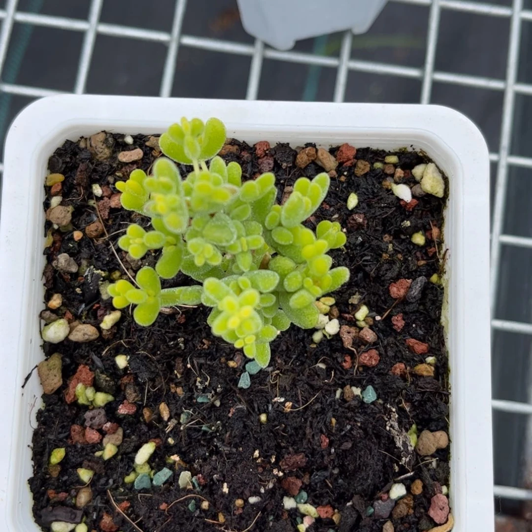 方*一莱斯锦优选枝干番杏