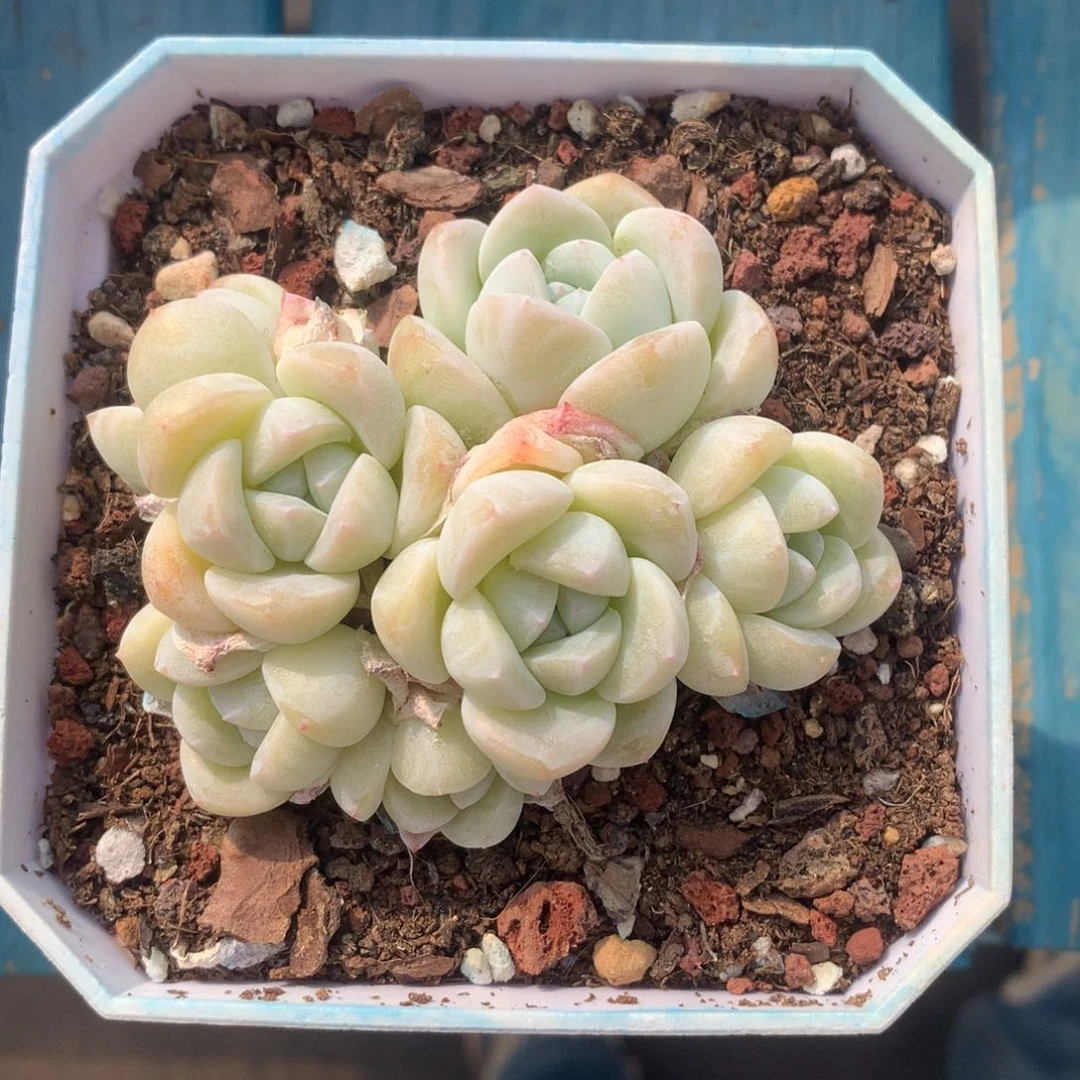 精品冰玉群一物一拍