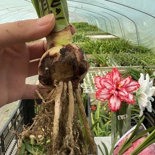 笑脸残球不包养护