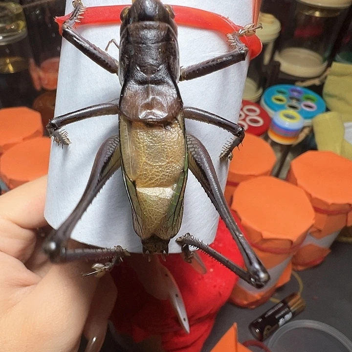 蝈蝈蝈蝈蝈蝈蝈蝈