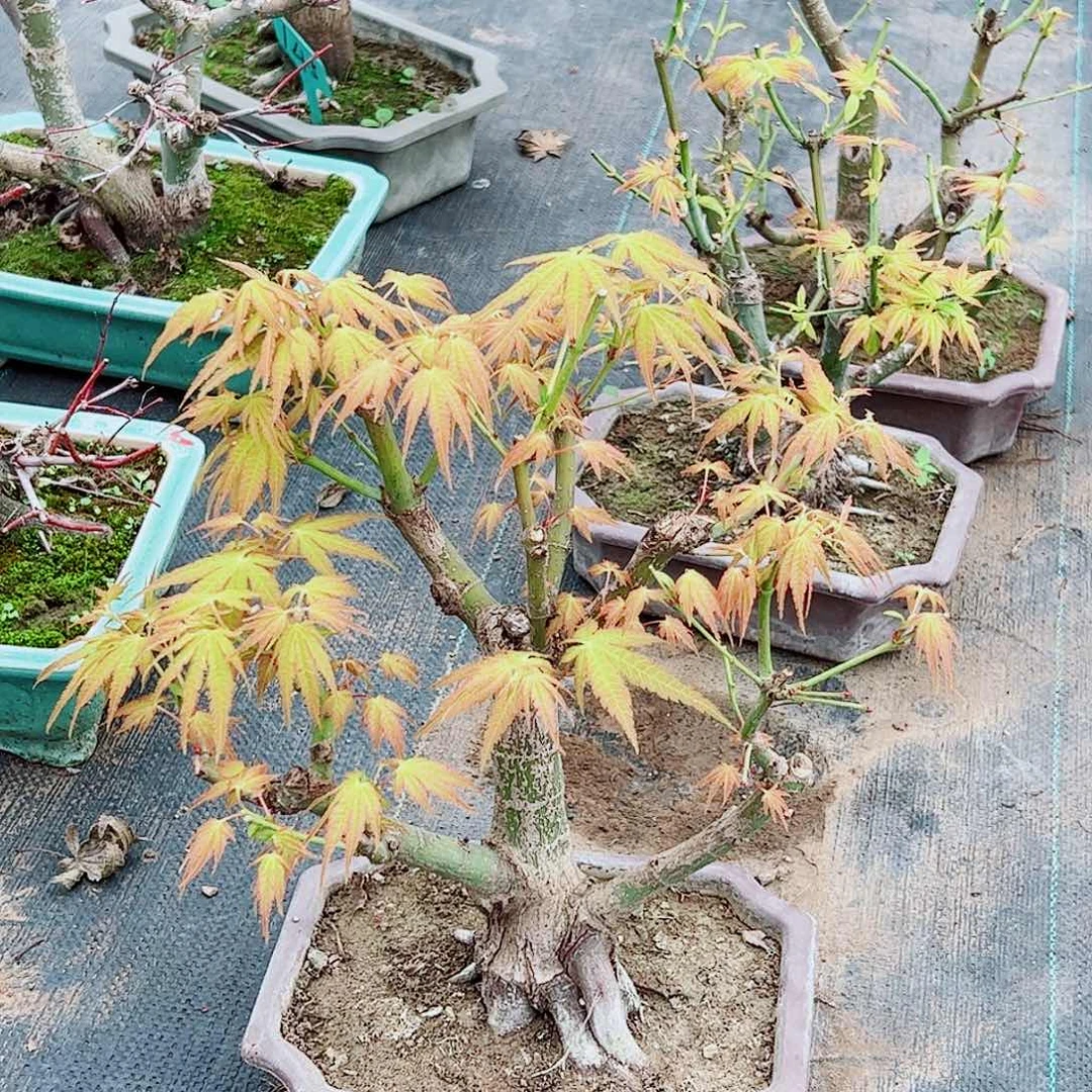 大***侠无花朵枫树……枫树