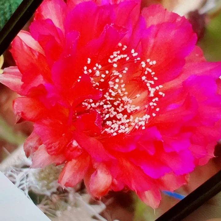 彩草 火璃 侧芽 厘米 满20包邮