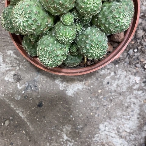 卡莱沟宝，8-12公分左右