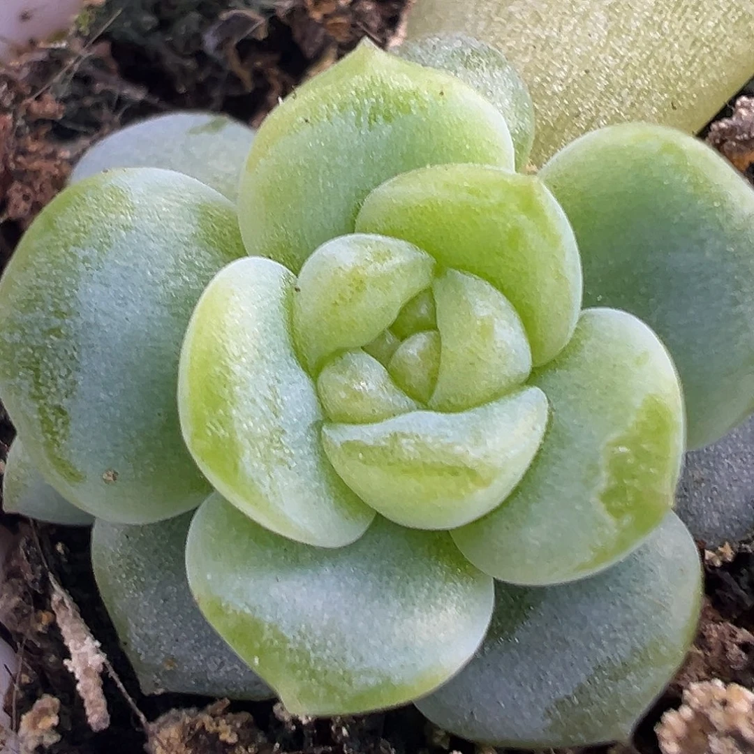 风花雪月 Bl70。