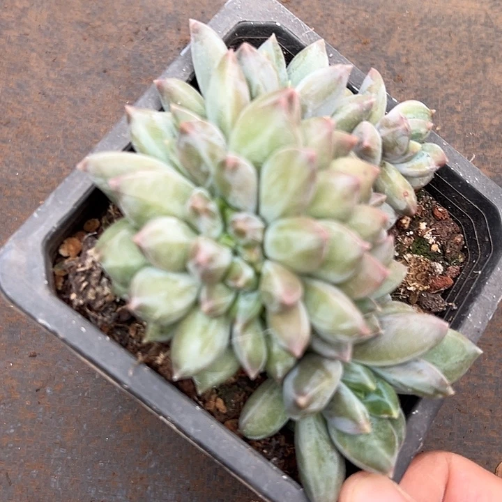 重楼群生缀化多肉