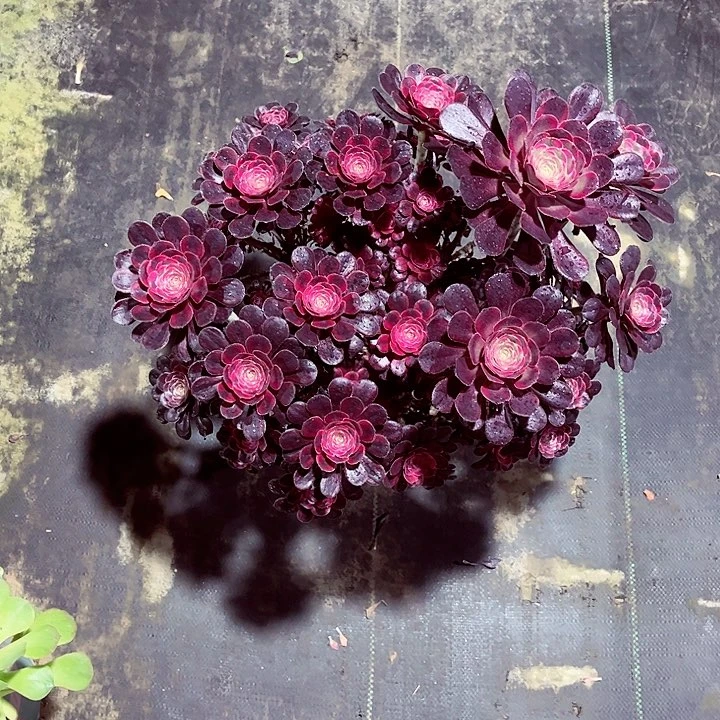 当前无花朵，栽培后可花朵