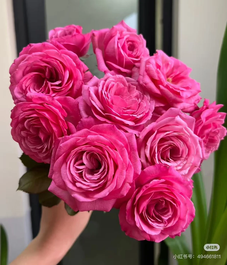 不知名 母本大苗橙色