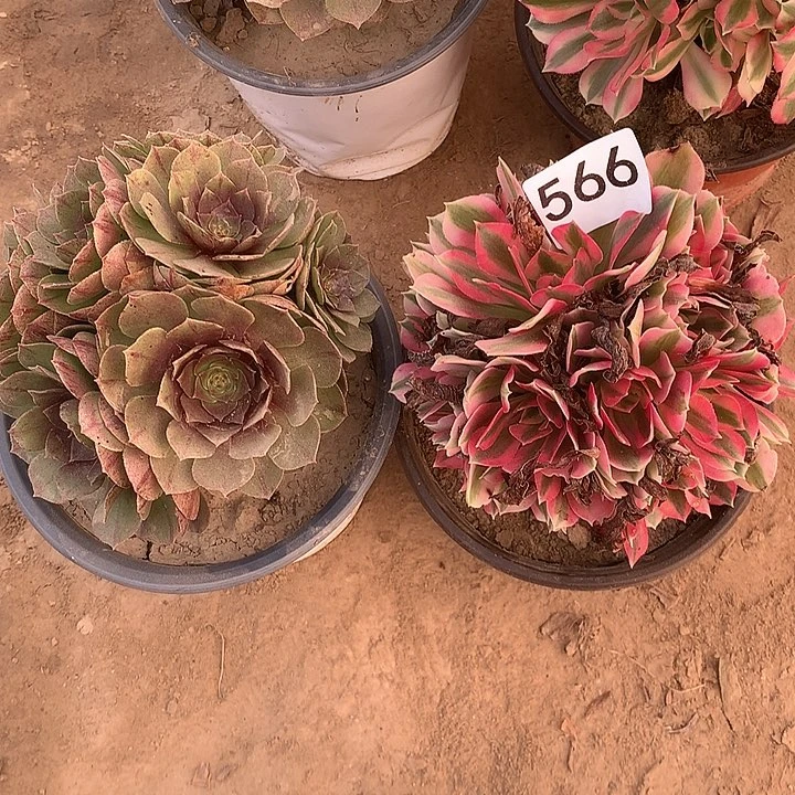 无花朵566万拉丝➕女巫中量随机发