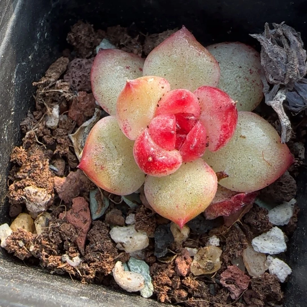 多肉小卡拉米糖心一物一拍