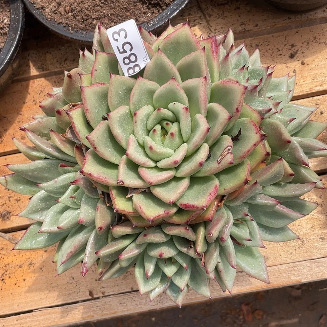 若如东云单拍B853