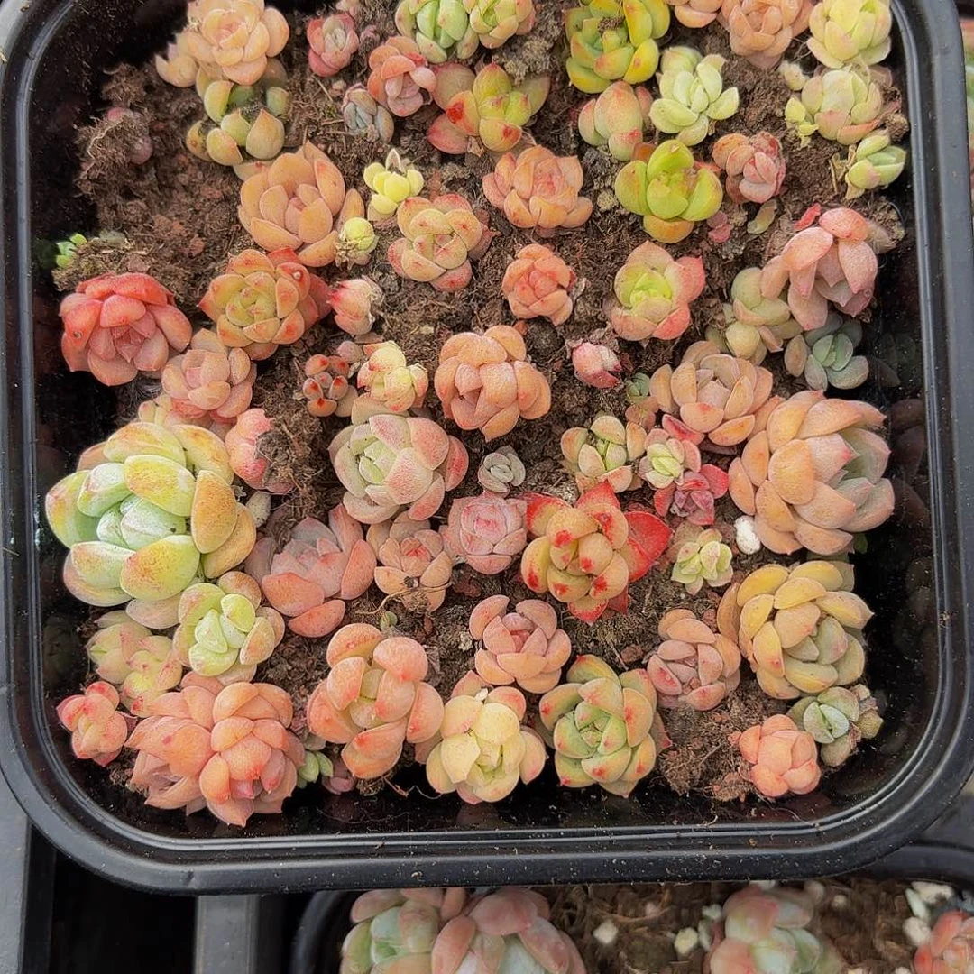 多肉植物多肉植物658