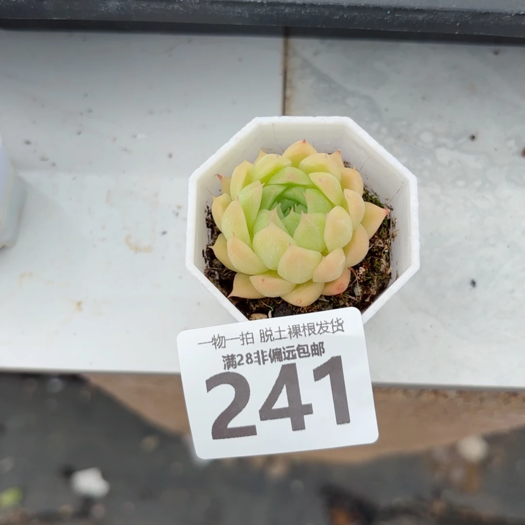 麦秆单头无盆土发货