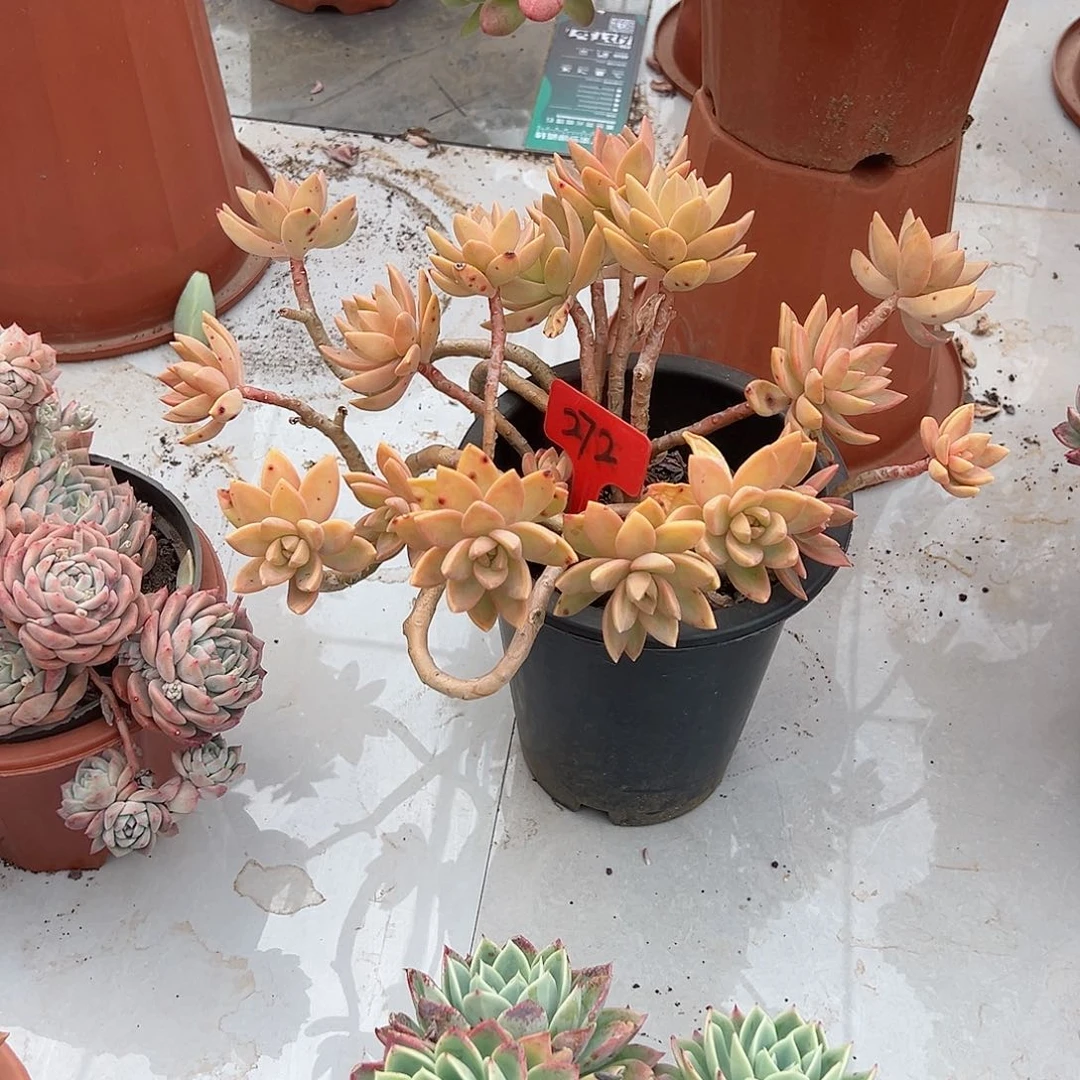 花*272布丁多肉植物