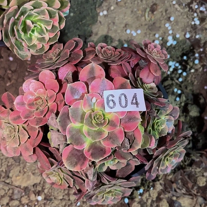 604凤冠多肉植物不售后