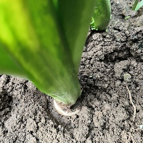 当前无花栽培后可以开花自然球群芳谱直径3CM