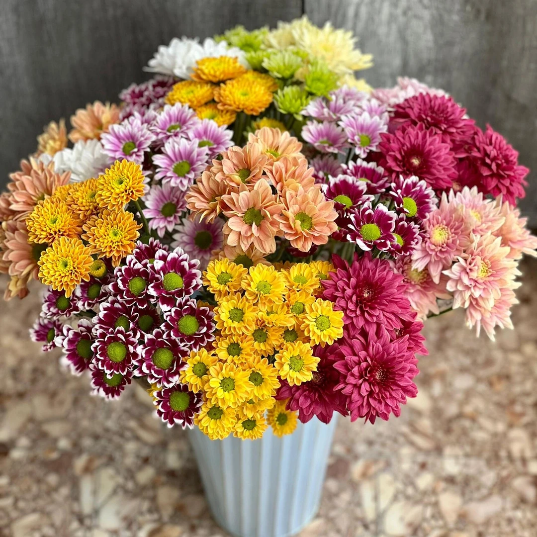 山花烂漫混色小雏菊 东北鲜花 黑吉辽蒙京津冀 顺丰包邮