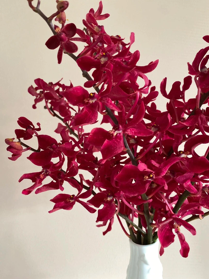 【现场挑花】  红色万代兰一把   云南基地 鲜花直发  家养水养