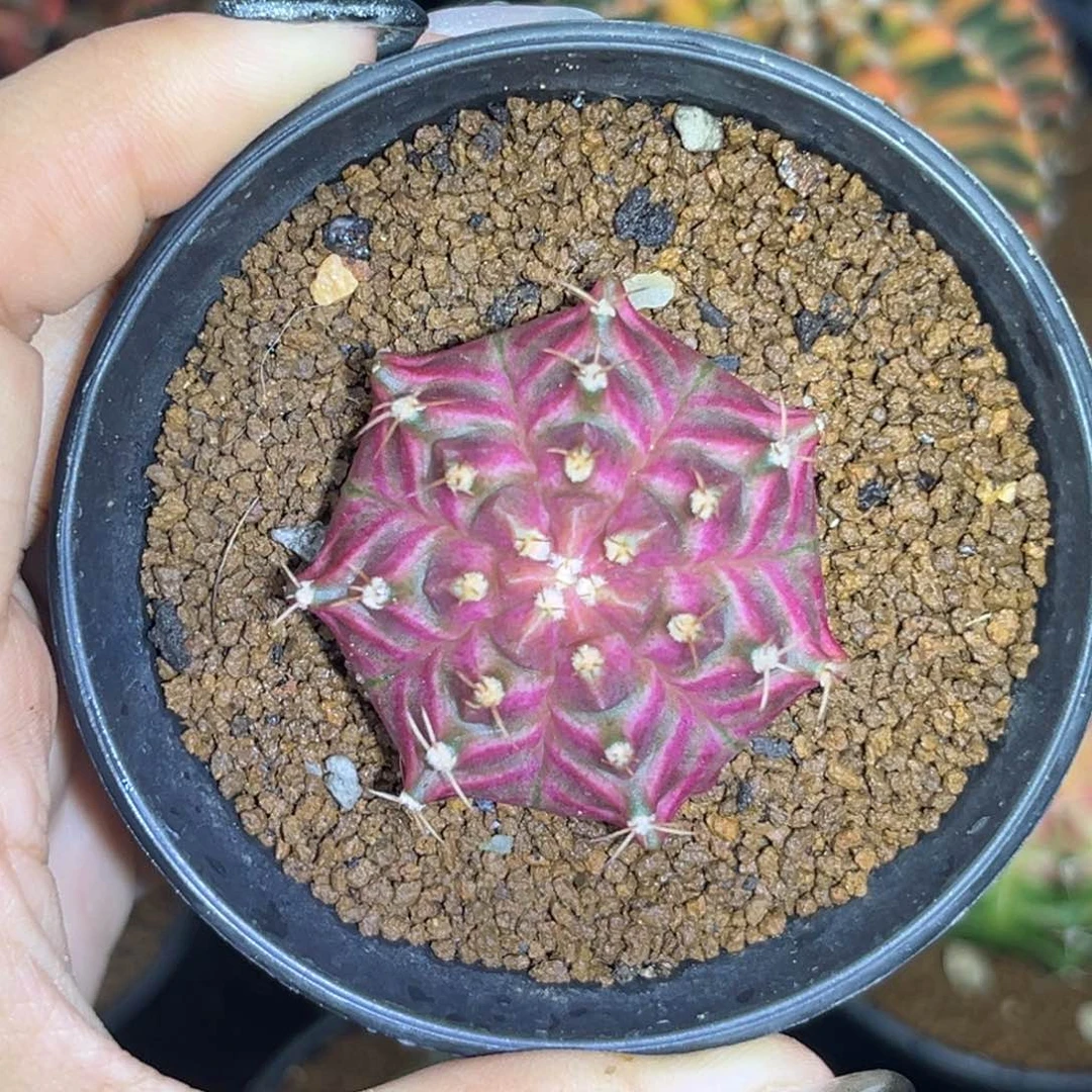 泰系轮回 实生 带盆土4