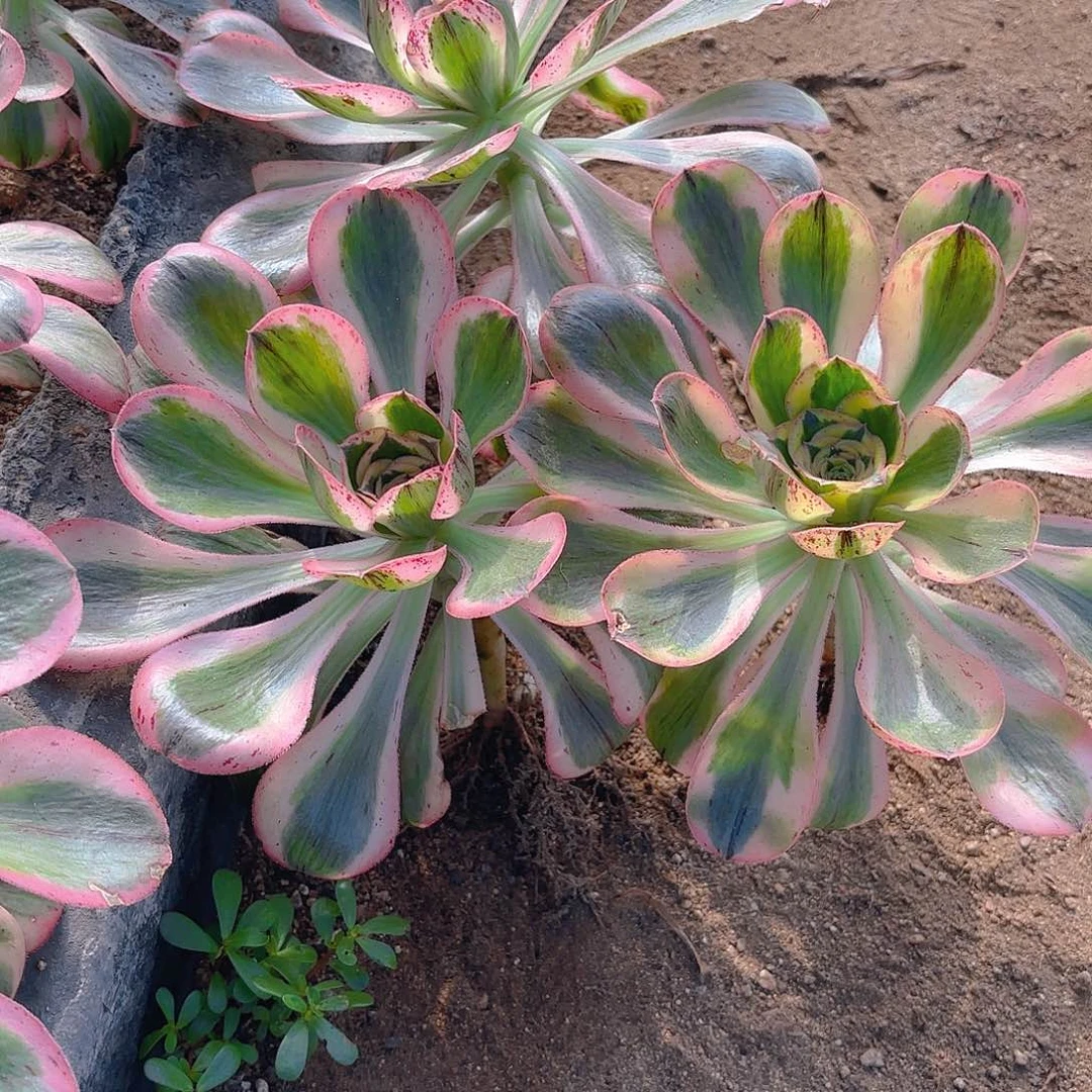 燕子锦三颗多肉植物