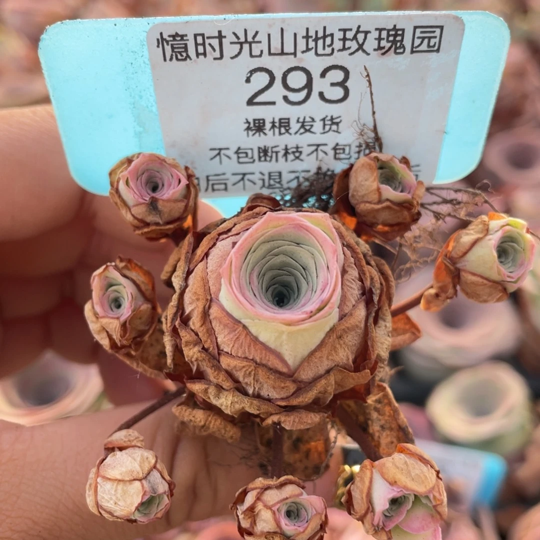 山地玫瑰293断枝不包损不售后