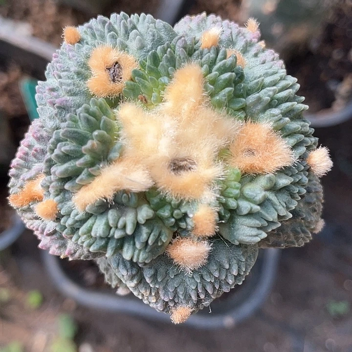 哥斯拉怒涛5.7公分242