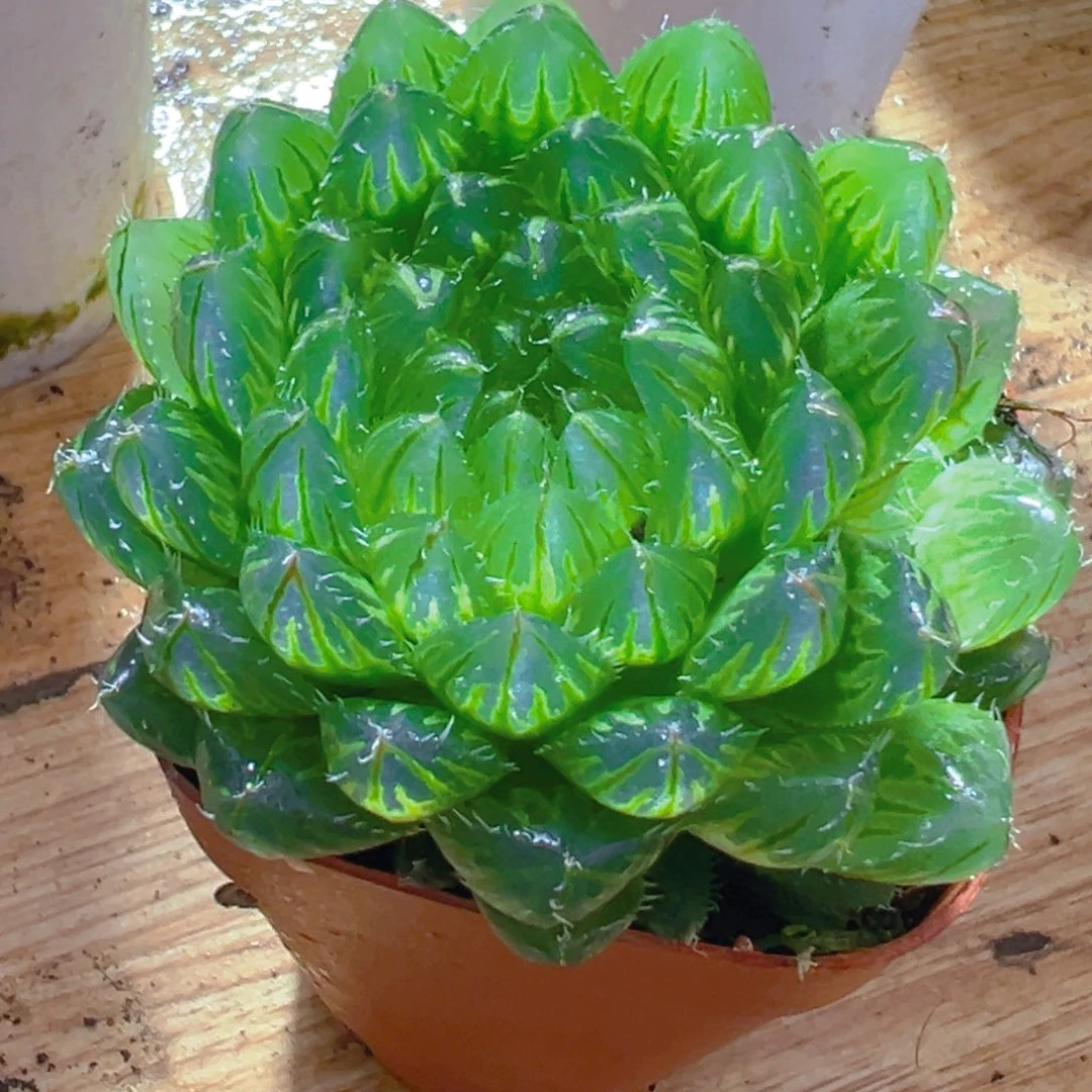 翠云玉露多肉多肉一颗