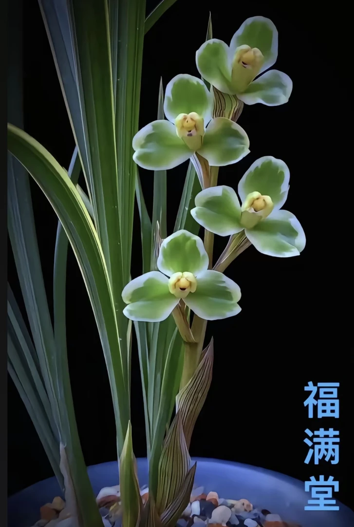 福满堂-春剑艺草-硬化1年人工养殖